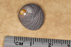 Chlorodiloma adelaidae