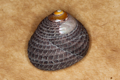 Chlorodiloma adelaidae