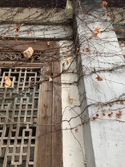 Liquidambar formosana