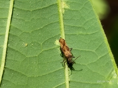 Cysteochila delineata