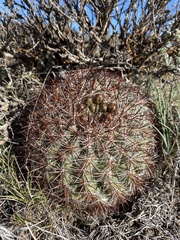 Pediocactus nigrispinus
