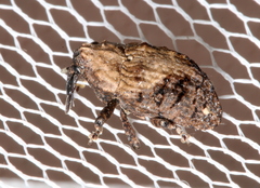 Blepiarda undulata
