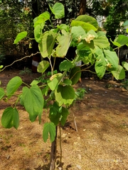 Cysteochila delineata