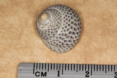 Chlorodiloma adelaidae