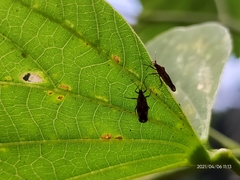 Cysteochila delineata