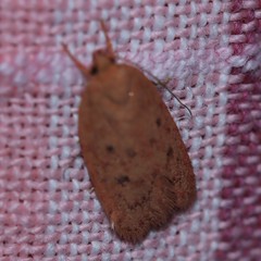 Prionocris protoxantha