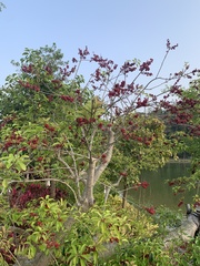 Ilex