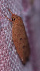 Prionocris protoxantha
