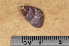 Prothalotia pulcherrima