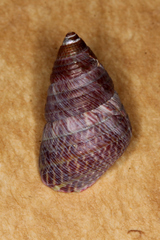 Prothalotia pulcherrima