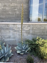 Agave parryi