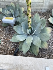 Agave parryi