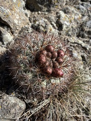 Pediocactus nigrispinus