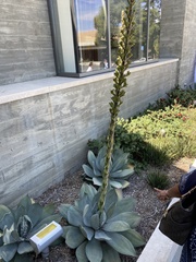 Agave parryi