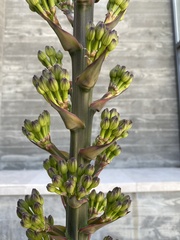 Agave parryi
