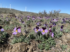 Viola trinervata