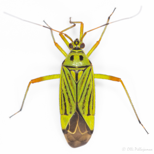 Mermitelocerus schmidtii (Fieber, 1836)