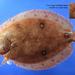 Ancylopsetta ommata - Photo (c) NOAA Photo Library, μερικά δικαιώματα διατηρούνται (CC BY)