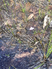 Utricularia uniflora