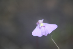 Utricularia uniflora