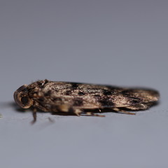 Barea subviridella