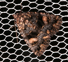 Condica macrosema