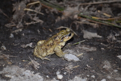 Bufo verrucosissimus