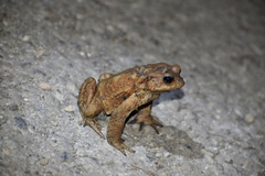 Bufo verrucosissimus