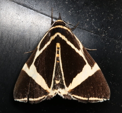 Fodina ostorius