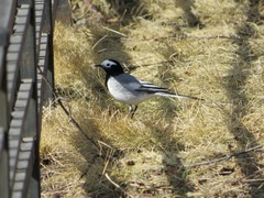 Motacilla alba personata