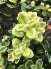 Metrosideros rugosa