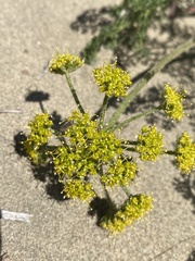 Cymopterus terebinthinus terebinthinus