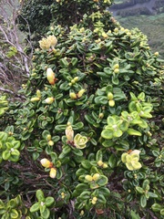 Metrosideros rugosa