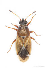 Cymus melanocephalus