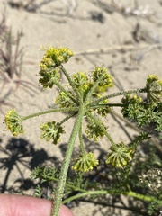 Cymopterus terebinthinus terebinthinus