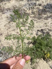 Cymopterus terebinthinus terebinthinus