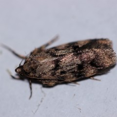 Barea subviridella