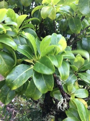 Bobea elatior