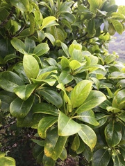 Bobea elatior