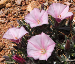 Convolvulus tragacanthoides