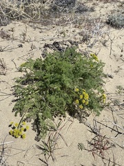 Cymopterus terebinthinus terebinthinus