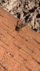 Polistes dominula