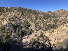 Pseudotsuga macrocarpa