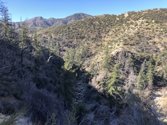 Pseudotsuga macrocarpa