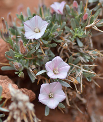 Convolvulus tragacanthoides