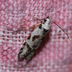 Oxythecta hieroglyphica