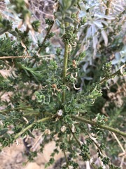 Sairocarpus multiflorus