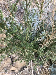 Sairocarpus multiflorus