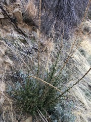 Sairocarpus multiflorus