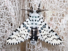 Kamalia australis